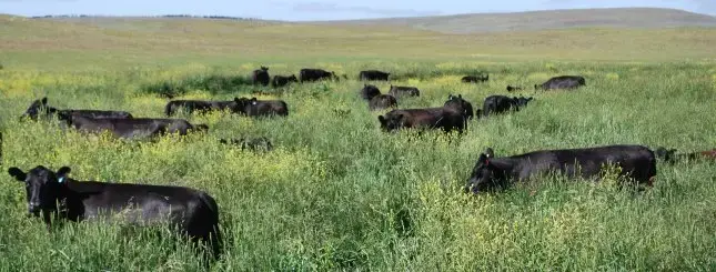image of cattle grazing
