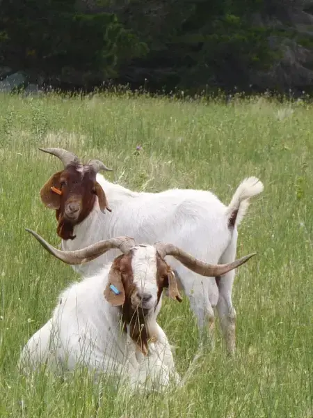 image of goats