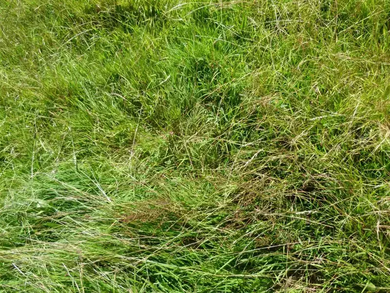 image of healthy pasture