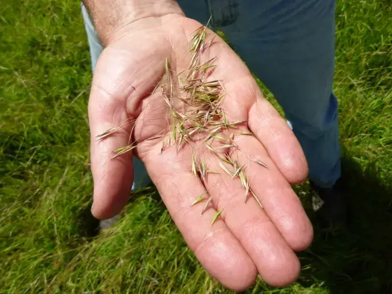 image of native grass seed