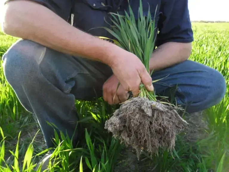 How to grow soil organic matter