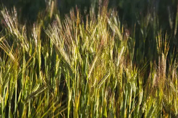 Early-maturing barley