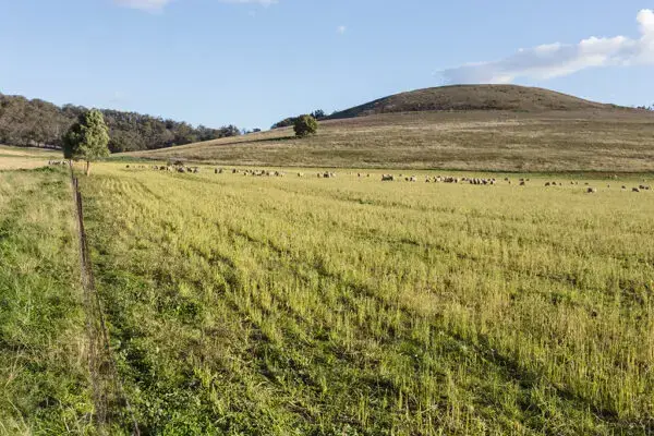 Merino sheep grazing on pasture cropping