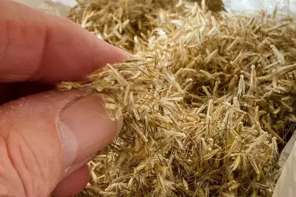 Harvested redgrass seed