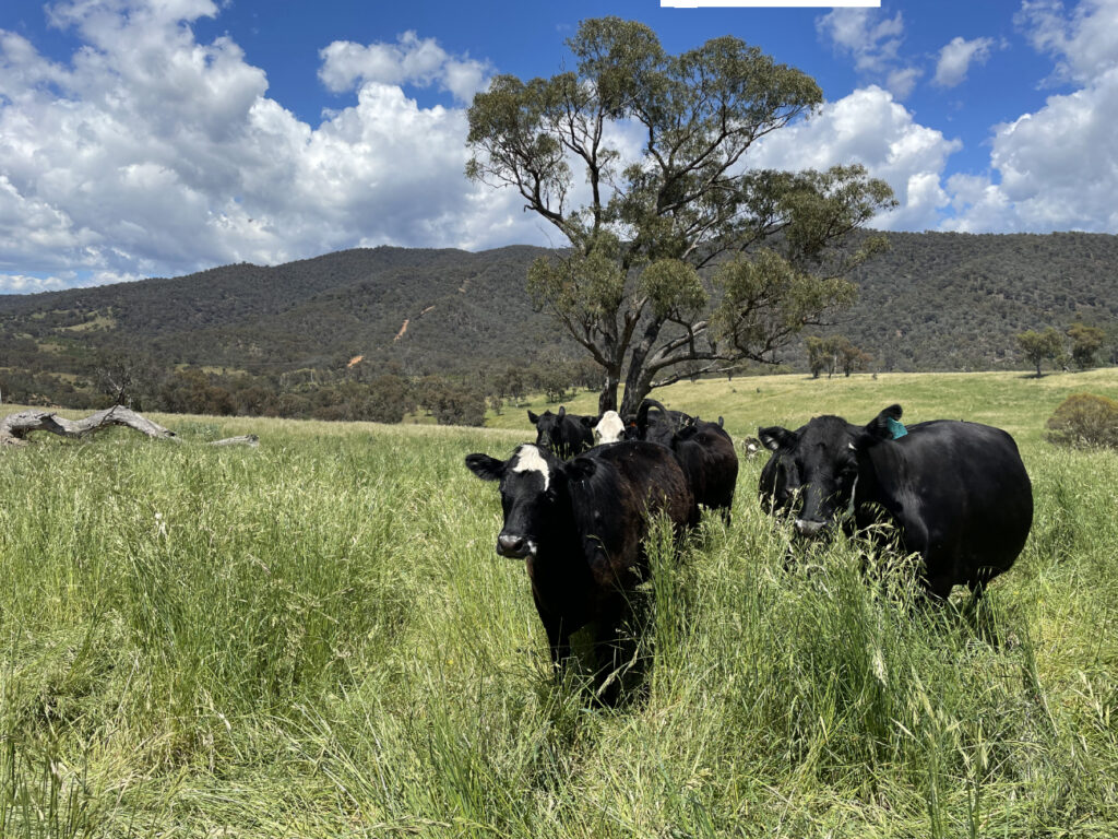 Soils for Life case study, Amberly. Cows in regeneratively managed pasture