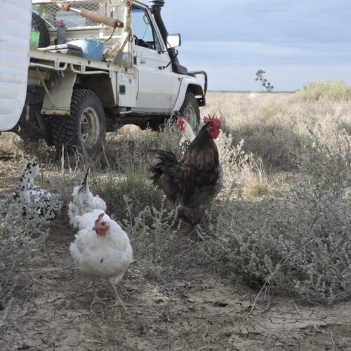 Chickens on Bokhara Plain, owned and operated by Harriet Finlayson