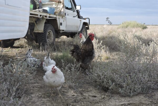 Chickens on Bokhara Plain, owned and operated by Harriet Finlayson