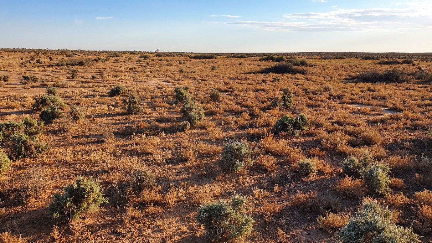 Experimenting with bio-stimulants in the Rangelands