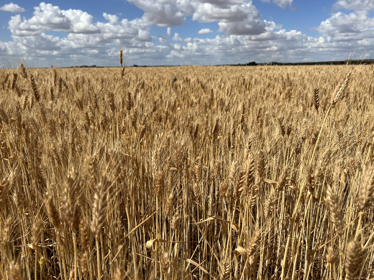 Restoring the Western Wheatbelt: a case study update