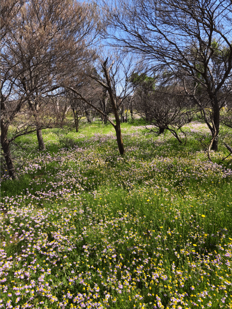Everlastings (Rhodanthe chlorocephala) in bloom after a good rainy season at Carey Downs. Source: Harry McMcKeough.