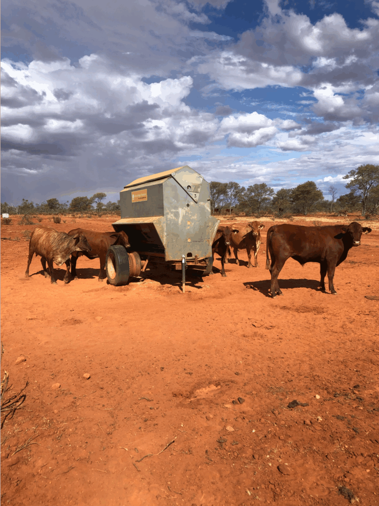 Cattle access a lick feeder filled with rolled lupins in the new demonstration paddock at Carey Downs. Source: Harry McKeough.