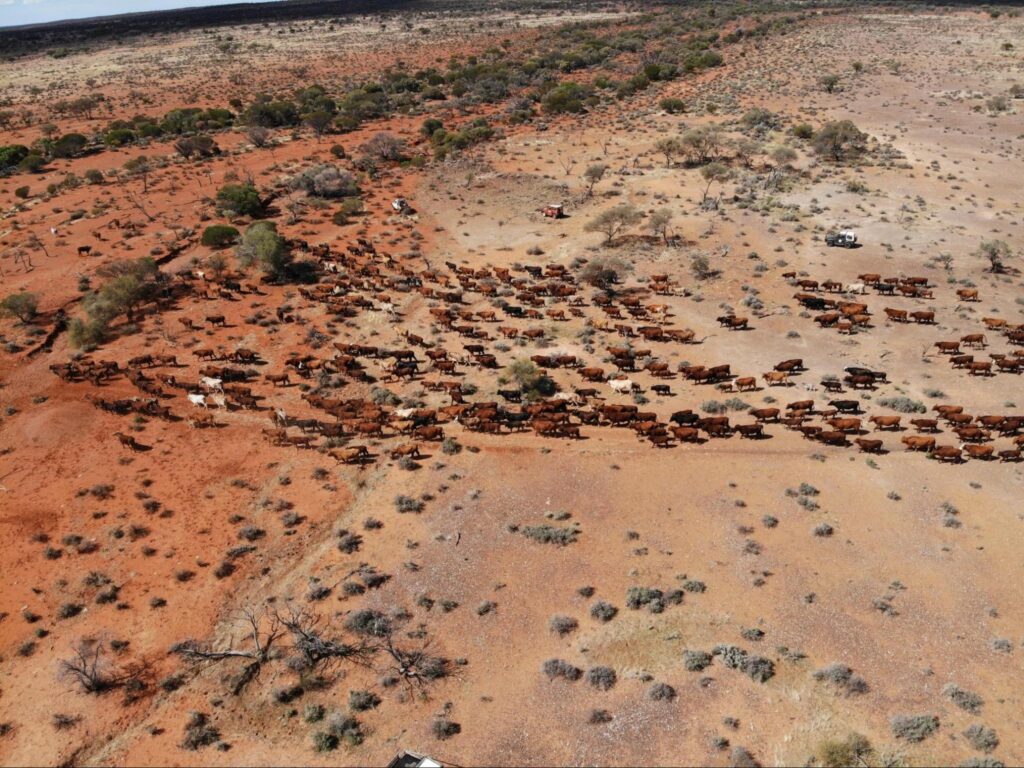 Aerial view of mustering cattle on Challa Station. Source: Debbie Dowden.