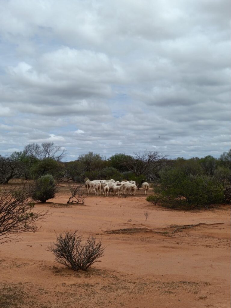 Dorper sheep on Melangata Station. Source: Jo Clews.