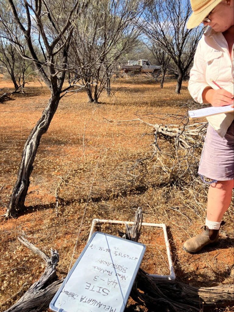 Jo Clews monitoring ecological health indicators at Melangata Station. Source: Jo Clews.