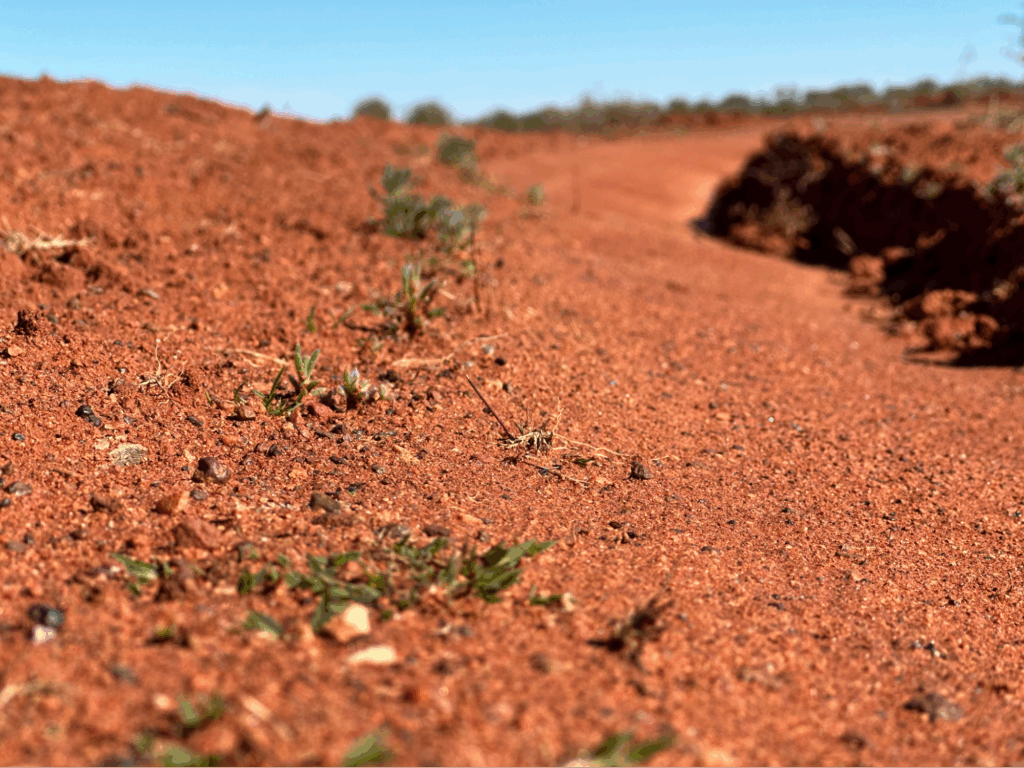 Plants starting to grow in the grader scallops at Challa Station. Source: Debbie Dowden.