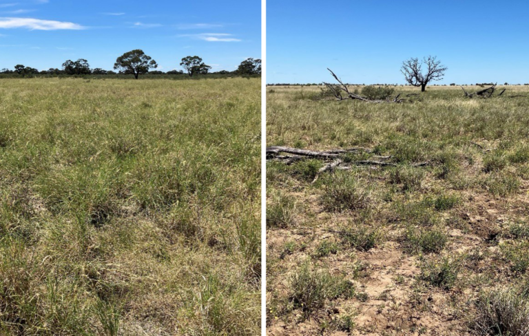 benefits of paddock grazing at rose briggs blog Images... Regenerative Grazing | Soil and Landscape Regeneration Guide